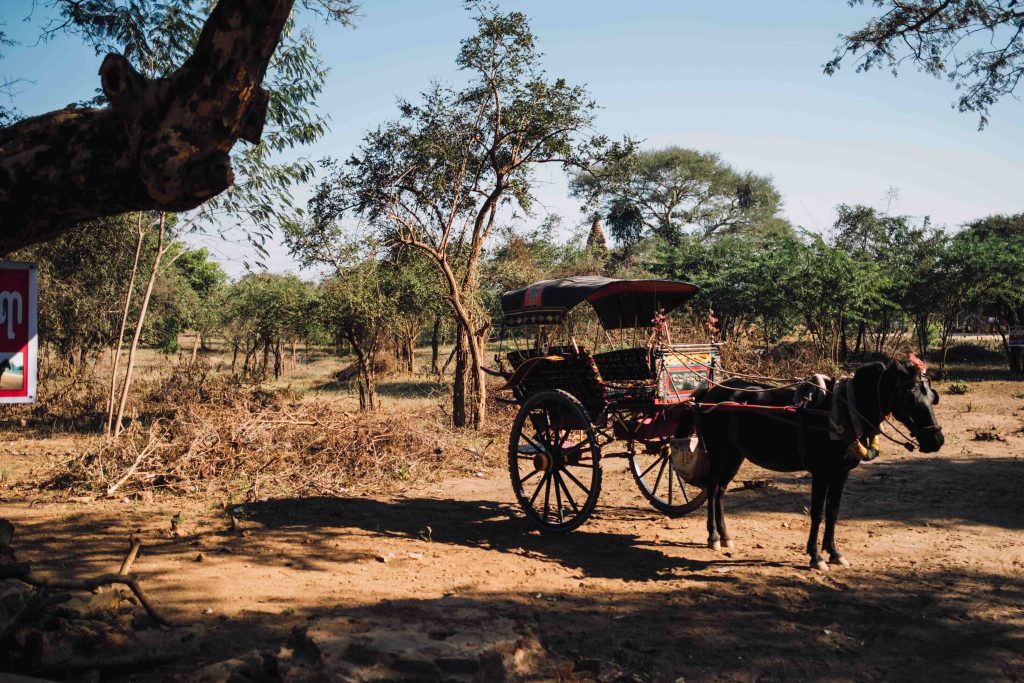 10 Ways We’re Going Back to Our Roots: How Modern Life is Rekindling Love for Old Traditions and Cultures 2 Back to our Roots